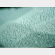 inclusions